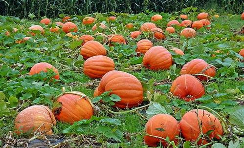 娱乐吃瓜基地的作品